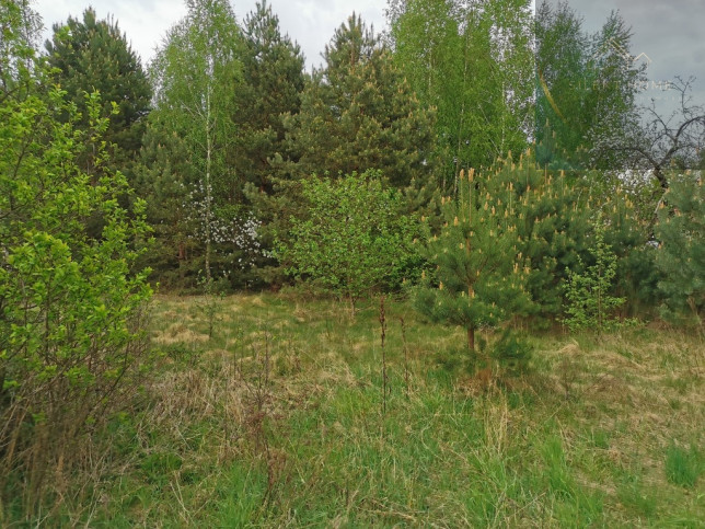 Dom Sprzedaż Baciki Średnie 5